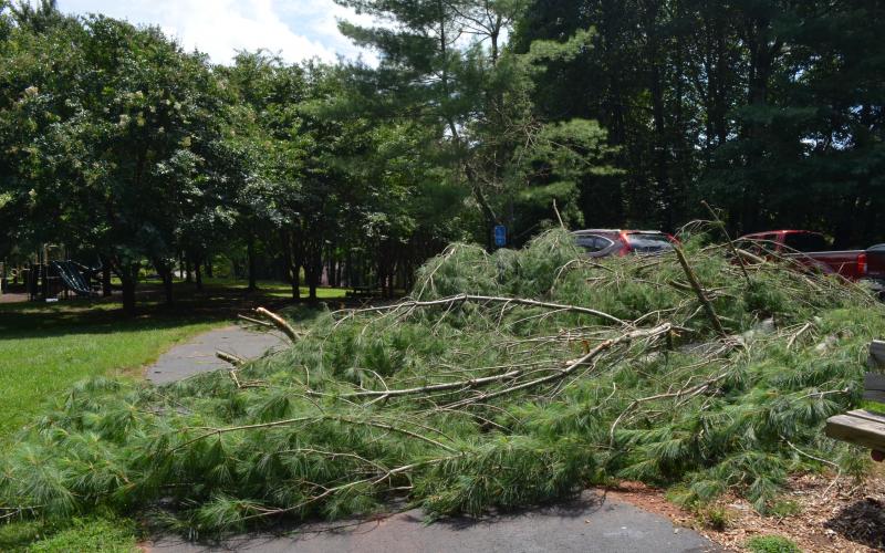 A tree fell at Unicoi Hill Park and hit a parked car during the storm. (Photo/Stephanie Hill)