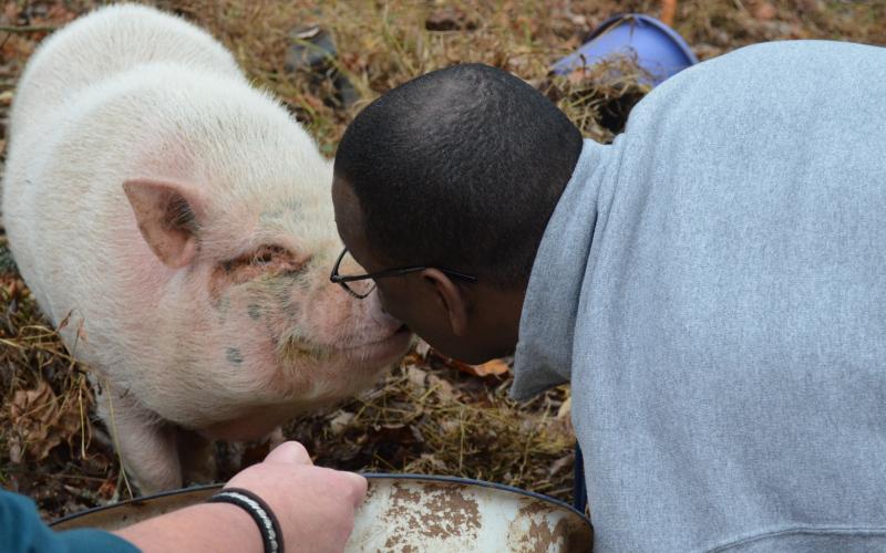After losing a competition to Mossy Creek Elementary School, Tesnatee Gap Elementary School principal Dr. Octavius Mulligan had to kiss a pig last week. (Photo/Stephanie Hill)