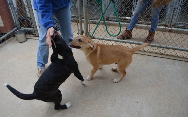 Puppies Nix and Walter are shown playing as volunteers join them.