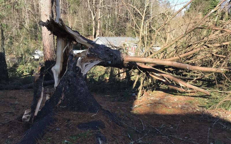 One of the multiple trees at Deerfield of Helen condominiums that was downed during the storm. (Photo/Stephanie Hill)