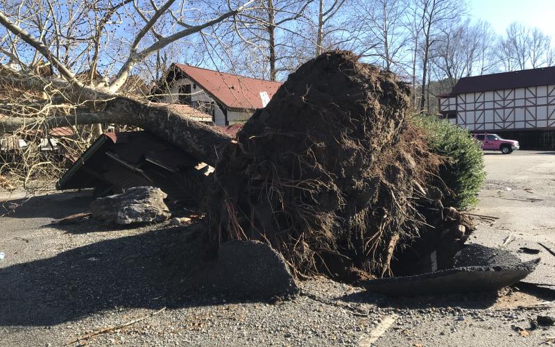 The tree in the Helen Tubing park lot was knocked down during the storm. (Photo/Stephanie Hill)