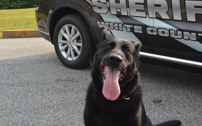 Skuter is one of two K9s with the White County Sheriff's Office. (Photo/Stephanie Hill)