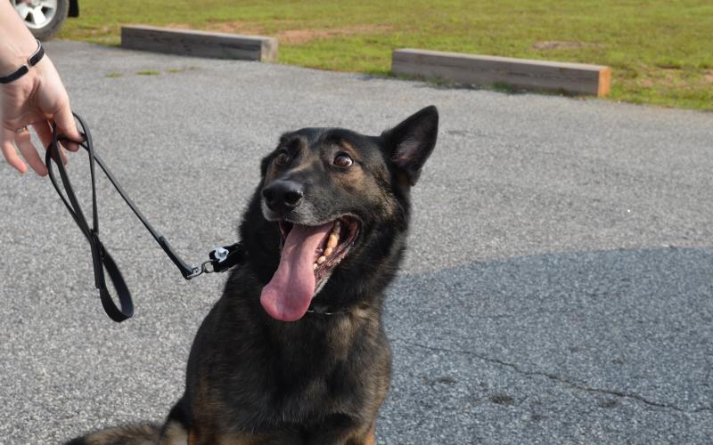 Henzo is one of two K9s with the White County Sheriff's Office. (Photo/Stephanie Hill)