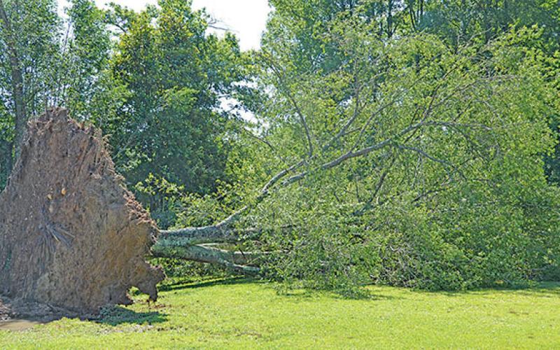 A collapsed tree on Asbury Mill Road as a result of the severe thunderstorm on June 25. (Photo/Noah Johnson)