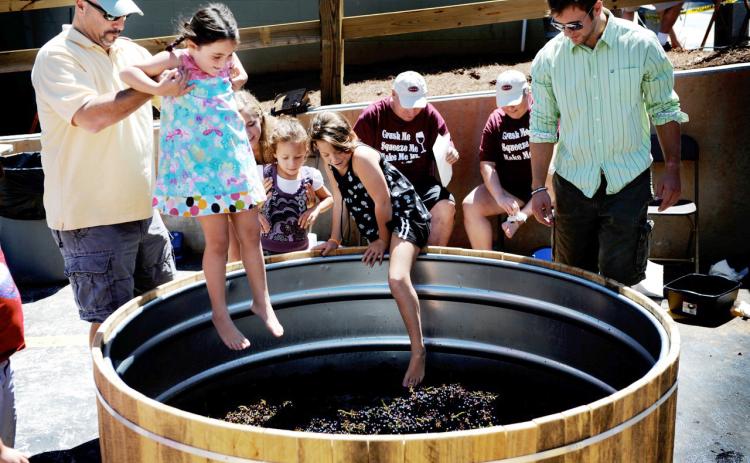 Yonah Mountain Vineyards is celebrating the harvest season at the 10th annual Crush Fest this Saturday, Aug. 24. Along with live music, food and drink, the festival will feature traditional barefoot grape stomping.