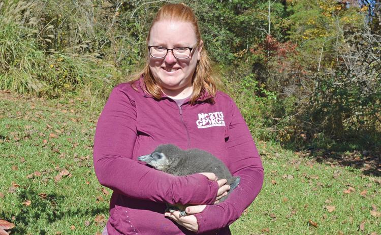 North Georgia Wildlife Park’s Melissa Burns holds a recently born African penguin, which is an endangered species. The park is home to four full-grown African penguins. (Photo/Ashley Blair)