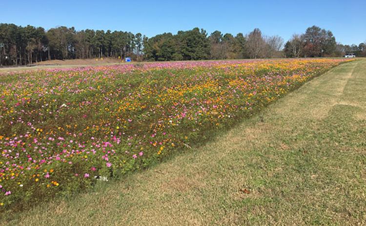White County’s Appalachian Parkway will get a mile of wildflowers this summer similar to this planting on  I-985. (Photo/submitted)