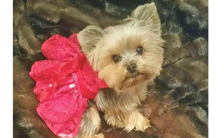 Linda Higgins’ designs include this sparkly dress modeled by a furry friend. (Photo/submitted)