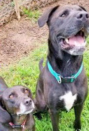 Dixie and Buddy