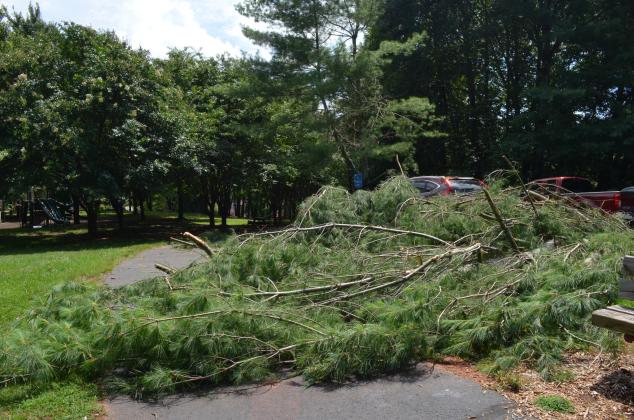 A tree fell at Unicoi Hill Park and hit a parked car during the storm. (Photo/Stephanie Hill)
