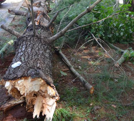 Part of the large tree that fell and hit two cars at Unicoi Hill Park. (Photo/Stephanie Hill)