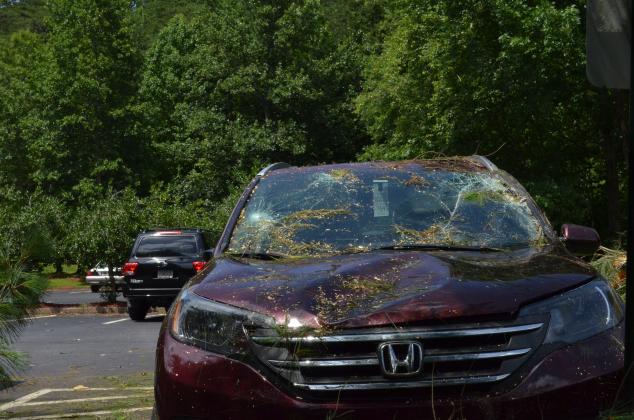 One of the vehicles damaged by the falling tree. (Photo/Stephanie Hill)