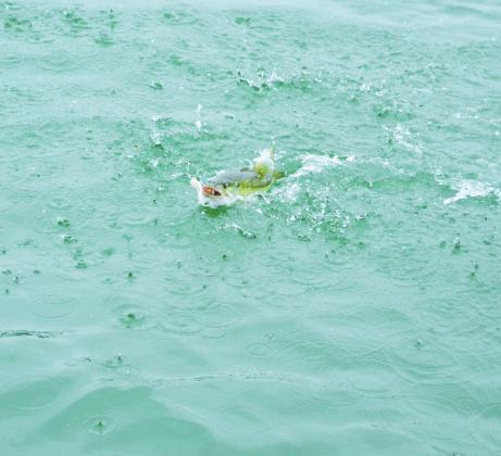 A fish is reeled in by fishing guide Josh Fowler. PHOTO/MICHAEL ISOM