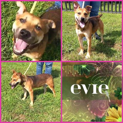 Evie