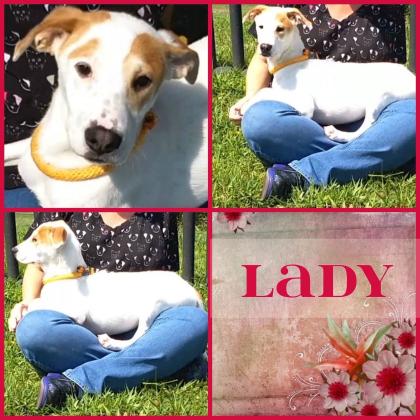 Lady