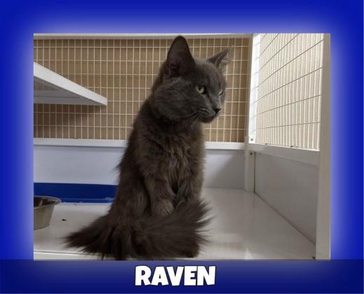 Raven