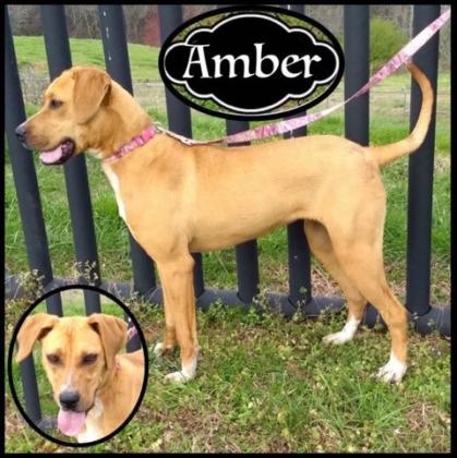 Amber