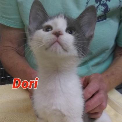 Dori