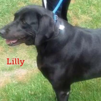 Lilly