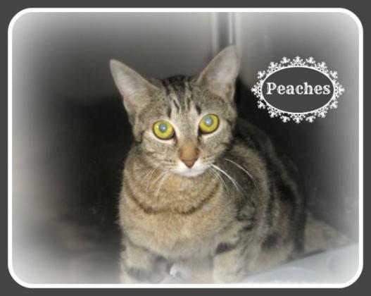 Peaches