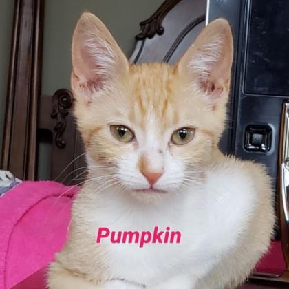 Pumpkin
