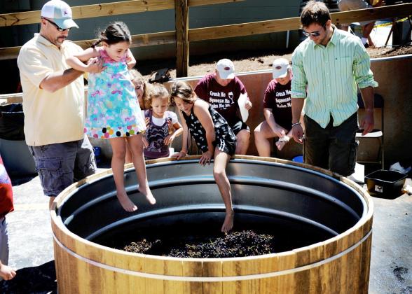 Yonah Mountain Vineyards is celebrating the harvest season at the 10th annual Crush Fest this Saturday, Aug. 24. Along with live music, food and drink, the festival will feature traditional barefoot grape stomping.