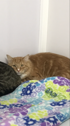 Garfield