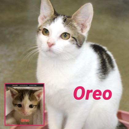 Oreo
