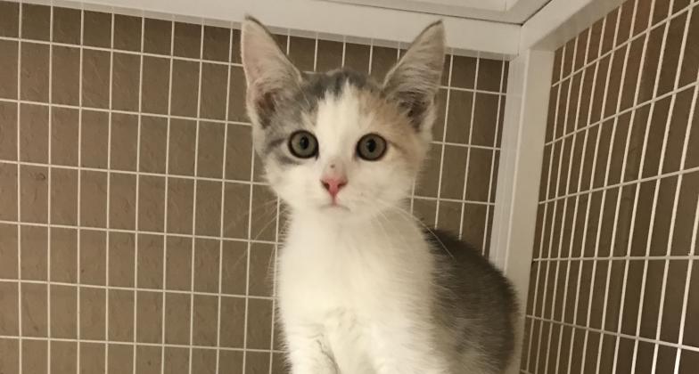 Willow