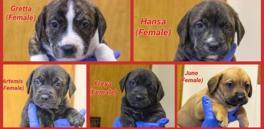 Puppies at Smithgall