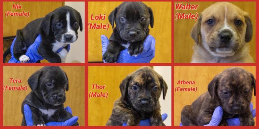 Puppies at Smithgall