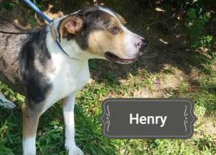 Henry