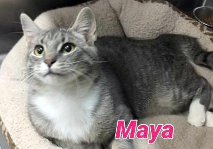 Maya