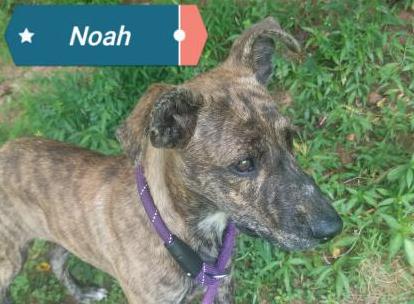 Noah