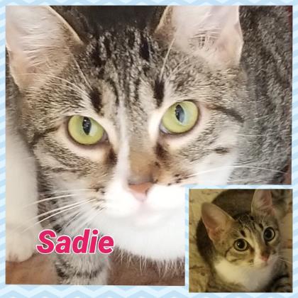 Sadie