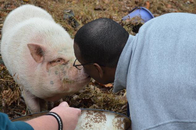 After losing a competition to Mossy Creek Elementary School, Tesnatee Gap Elementary School principal Dr. Octavius Mulligan had to kiss a pig last week. (Photo/Stephanie Hill)