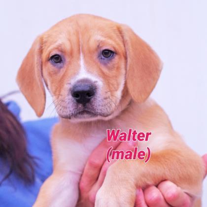 Walter