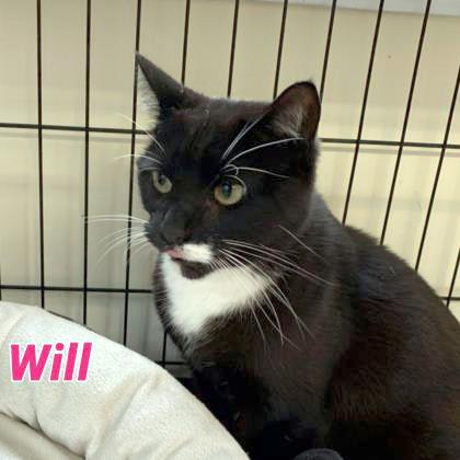 Will