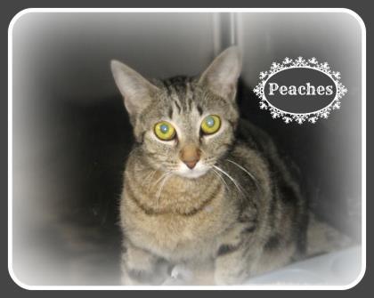 Peaches