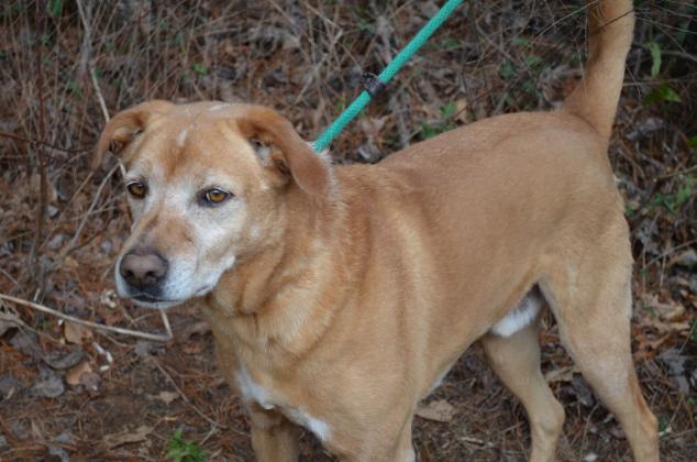 Beau is one of many dogs at the humane society.