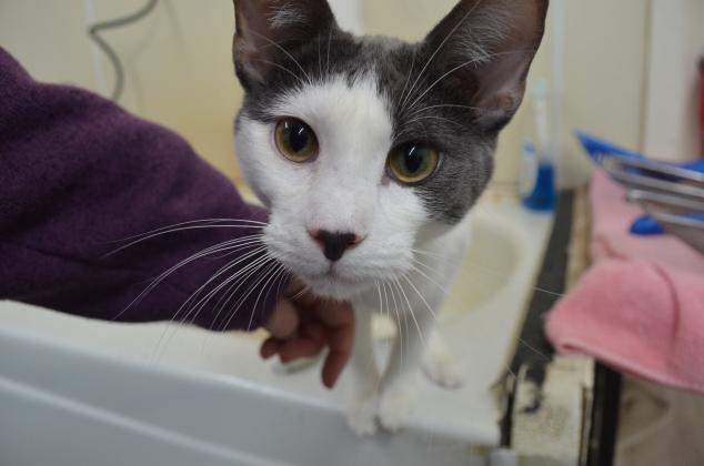 Dori shows the instincts of a curious cat investigating a camera.