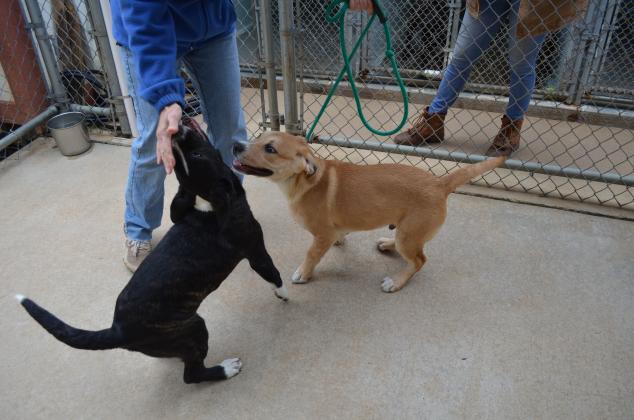 Puppies Nix and Walter are shown playing as volunteers join them.
