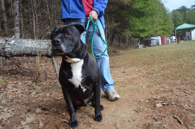 Oscar has been with the humane society for a long time and is looking for his forever home.