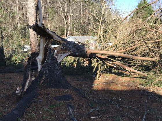 One of the multiple trees at Deerfield of Helen condominiums that was downed during the storm. (Photo/Stephanie Hill)
