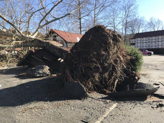 The tree in the Helen Tubing park lot was knocked down during the storm. (Photo/Stephanie Hill)