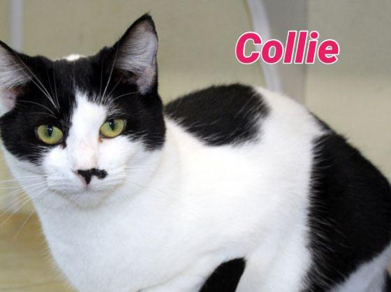 Collie
