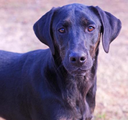 Duke