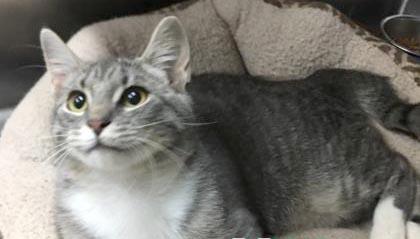 Maya