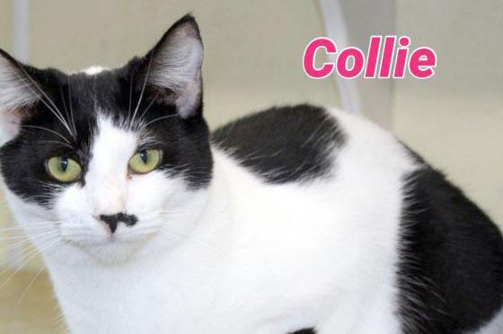 Collie