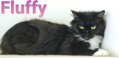 Fluffy